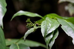 Palicourea violacea