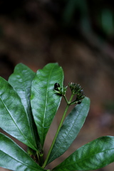 Palicourea violacea