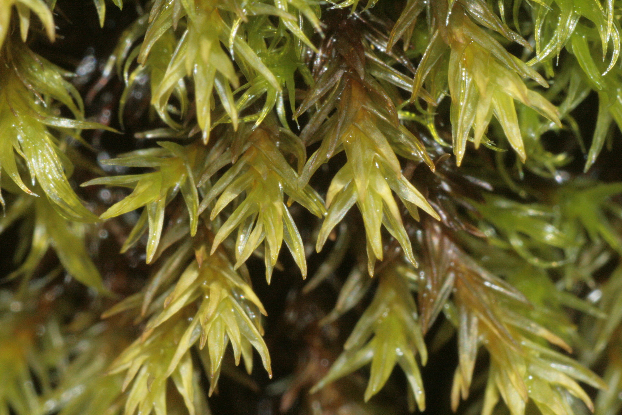 Racomitrium aquaticum