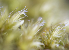 Racomitrium microcarpon