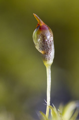 Racomitrium microcarpon