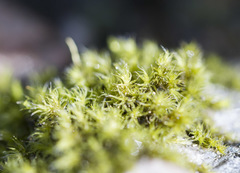 Racomitrium microcarpon