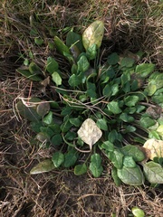 Cochlearia danica