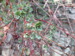 Dorycnium