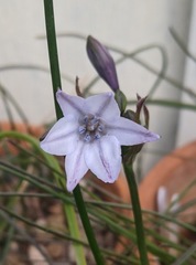 Triteleia clementina