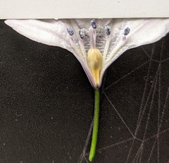 Triteleia clementina