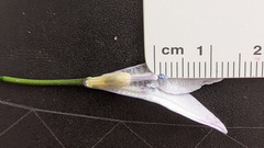 Triteleia clementina