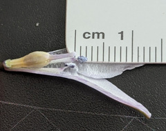 Triteleia clementina