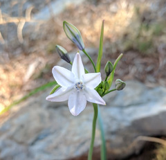 Triteleia clementina