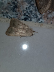 Caradrinini