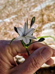 Triteleia clementina