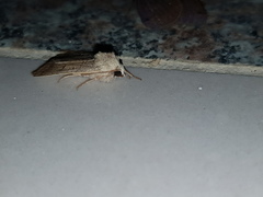 Caradrinini