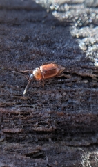 Anthobium atrocephalum