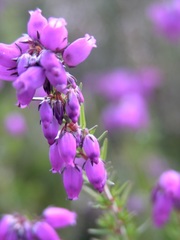 Erica cinerea