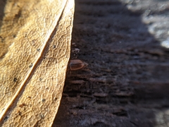 Anthobium atrocephalum