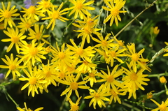 Senecio lemmonii