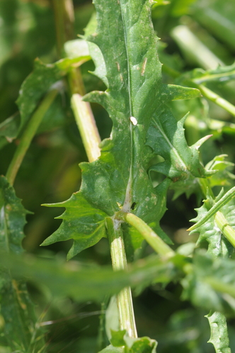 Image of Senecio lemmonii by (c) Roger Rittmaster, some rights reserved (CC BY)