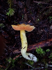 Hygrocybe