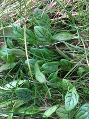 Cochlearia danica