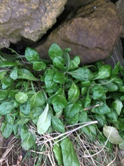 Cochlearia danica