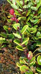 Gaultheria colensoi