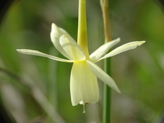 Narcissus triandrus pallidulus