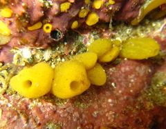 Ciocalypta polymastia