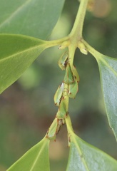 Alchisme rubrocostata