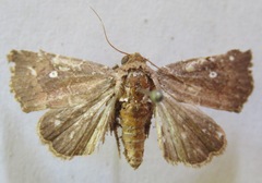 Amphipyrinae