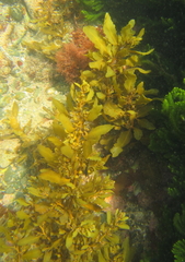 Sargassum sinclairii