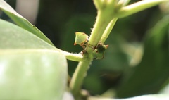 Alchisme rubrocostata