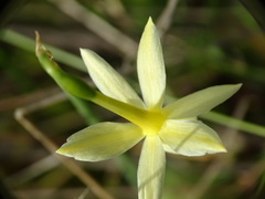 Narcissus triandrus pallidulus