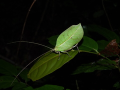 Cycloptera speculata