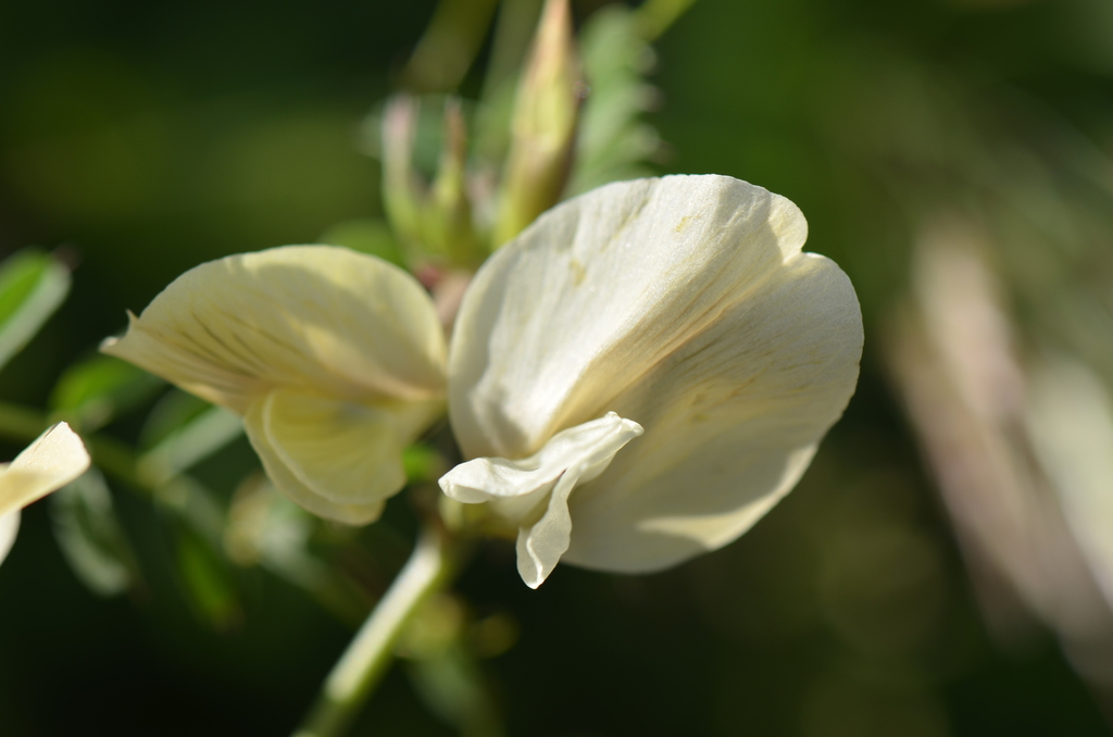 Large yellow vetch from Ödemiş/İzmir, Türkiye on June 27, 2015 at 05:42 ...