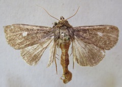 Amphipyrinae