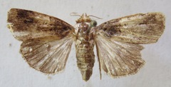 Amphipyrinae