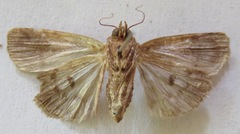 Amphipyrinae