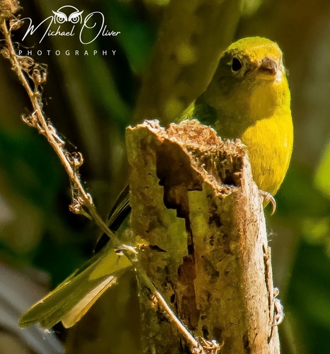 Passerina ciris image