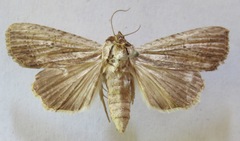 Amphipyrinae