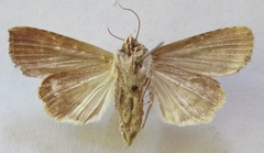 Amphipyrinae