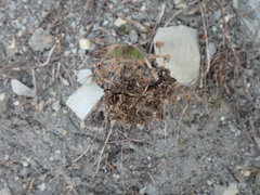 Seseli ponticum