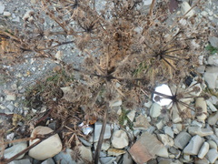 Seseli ponticum