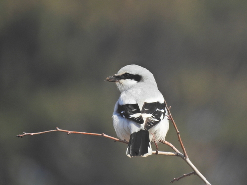 Great Grey Shrike