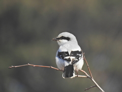Great Grey Shrike photo 4