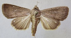 Amphipyrinae