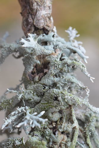 tree moss