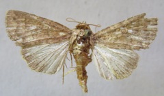 Amphipyrinae