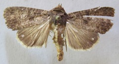 Amphipyrinae