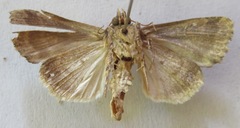 Amphipyrinae