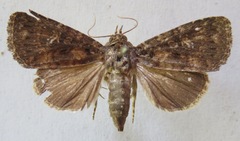 Amphipyrinae